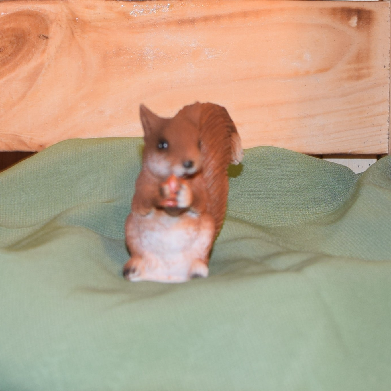 Eichhörnchen